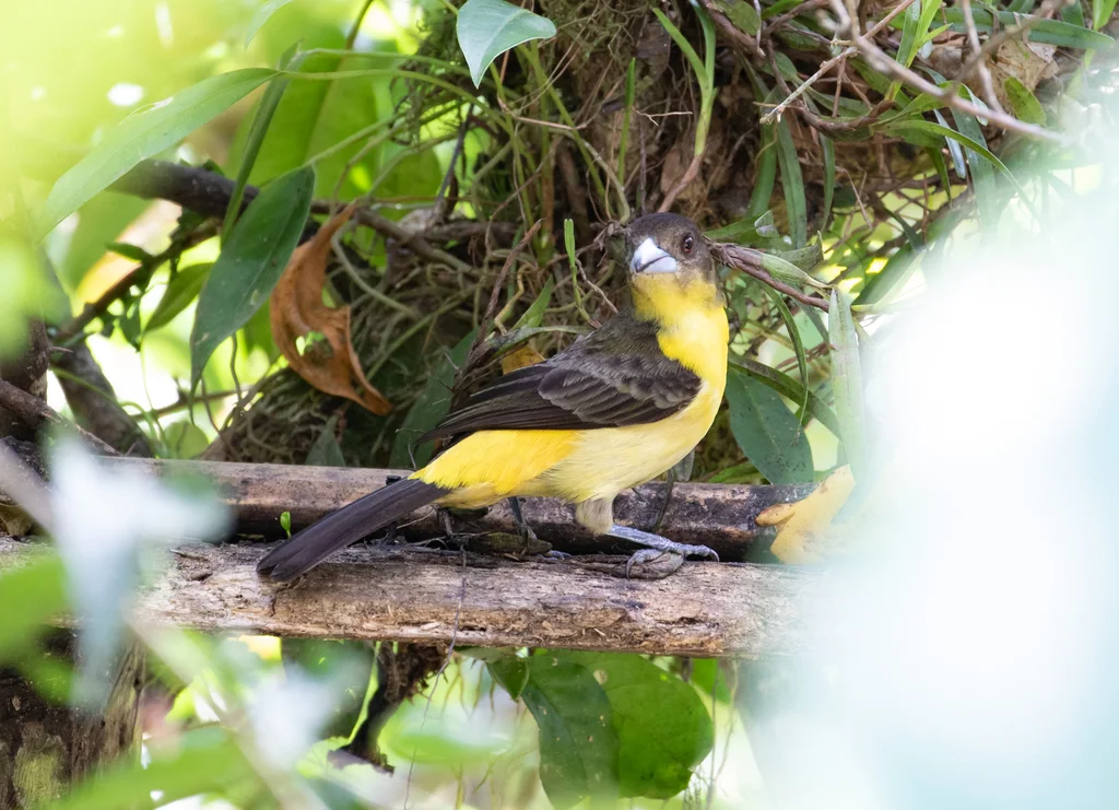 火腰厚嘴唐纳雀（Ramphocelus flammigerus）
