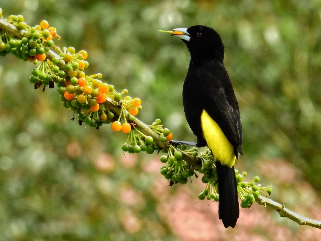 火腰厚嘴唐纳雀（Ramphocelus flammigerus）