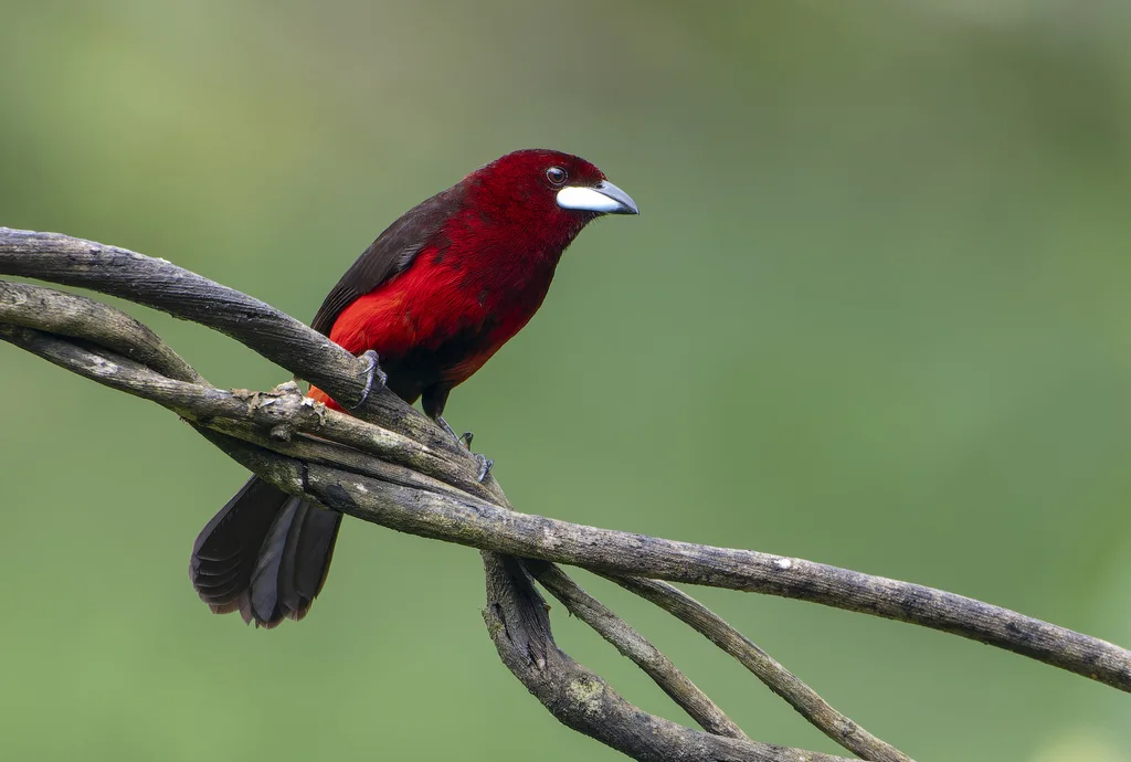 黑腹厚嘴唐纳雀(Ramphocelus melanogaster)