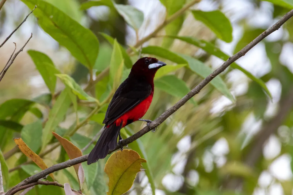 黑腹厚嘴唐纳雀(Ramphocelus melanogaster)