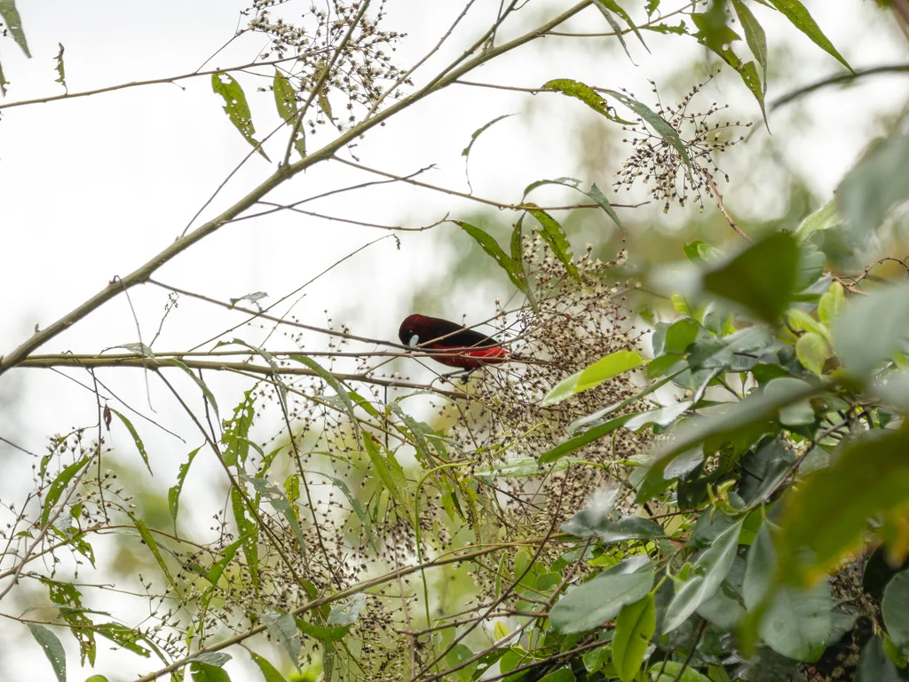 黑腹厚嘴唐纳雀(Ramphocelus melanogaster)