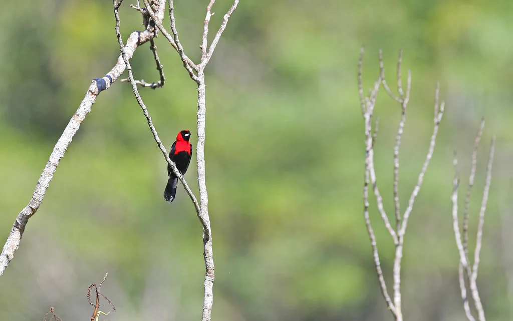 绯红厚嘴唐纳雀(Ramphocelus nigrogularis)