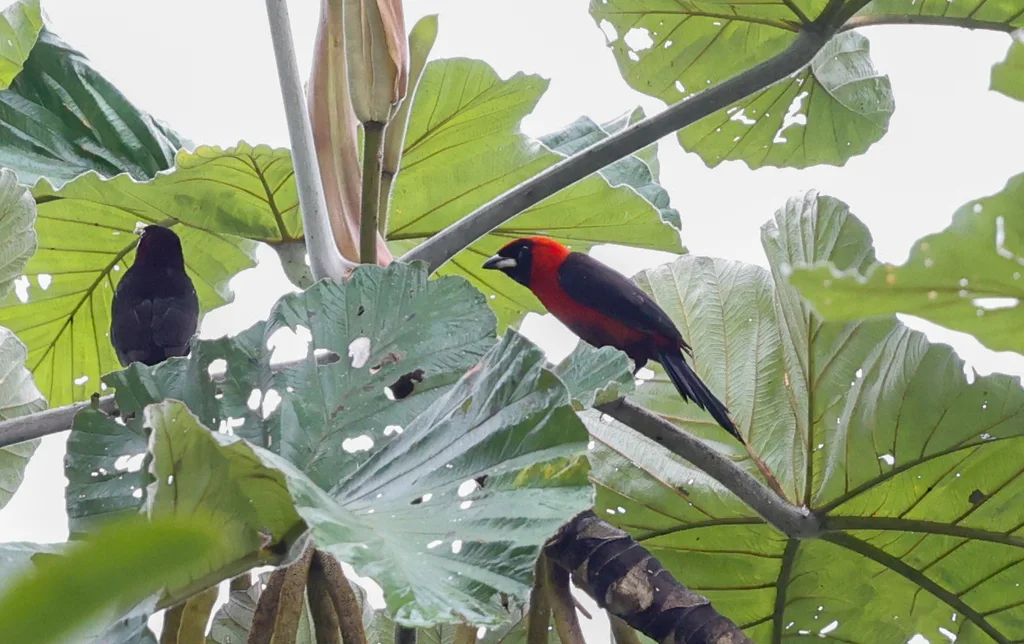 绯红厚嘴唐纳雀(Ramphocelus nigrogularis)