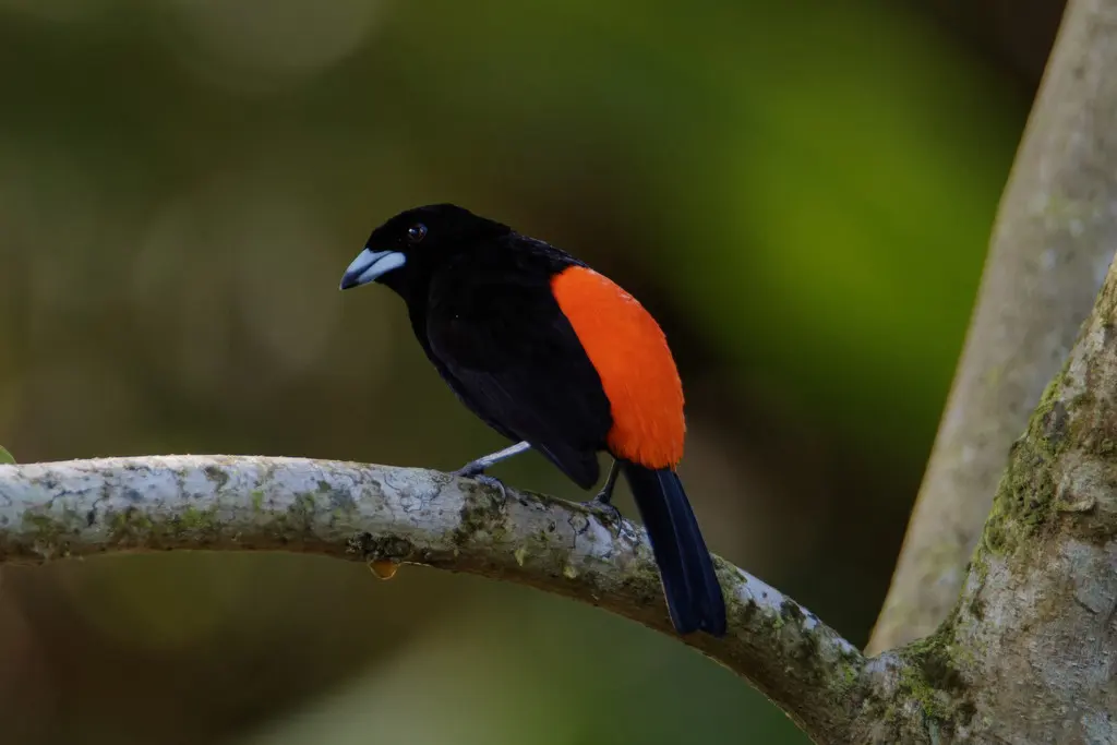 红腰厚嘴唐纳雀(Ramphocelus passerinii)