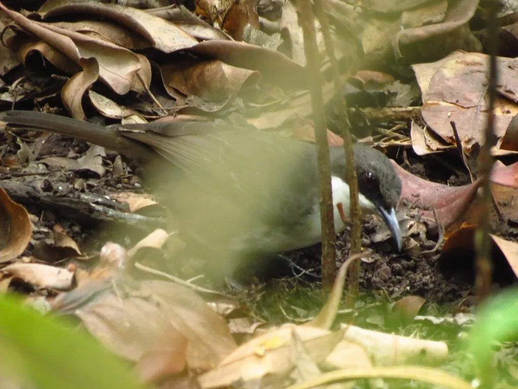 白胸嘲鸫(Ramphocinclus brachyurus)