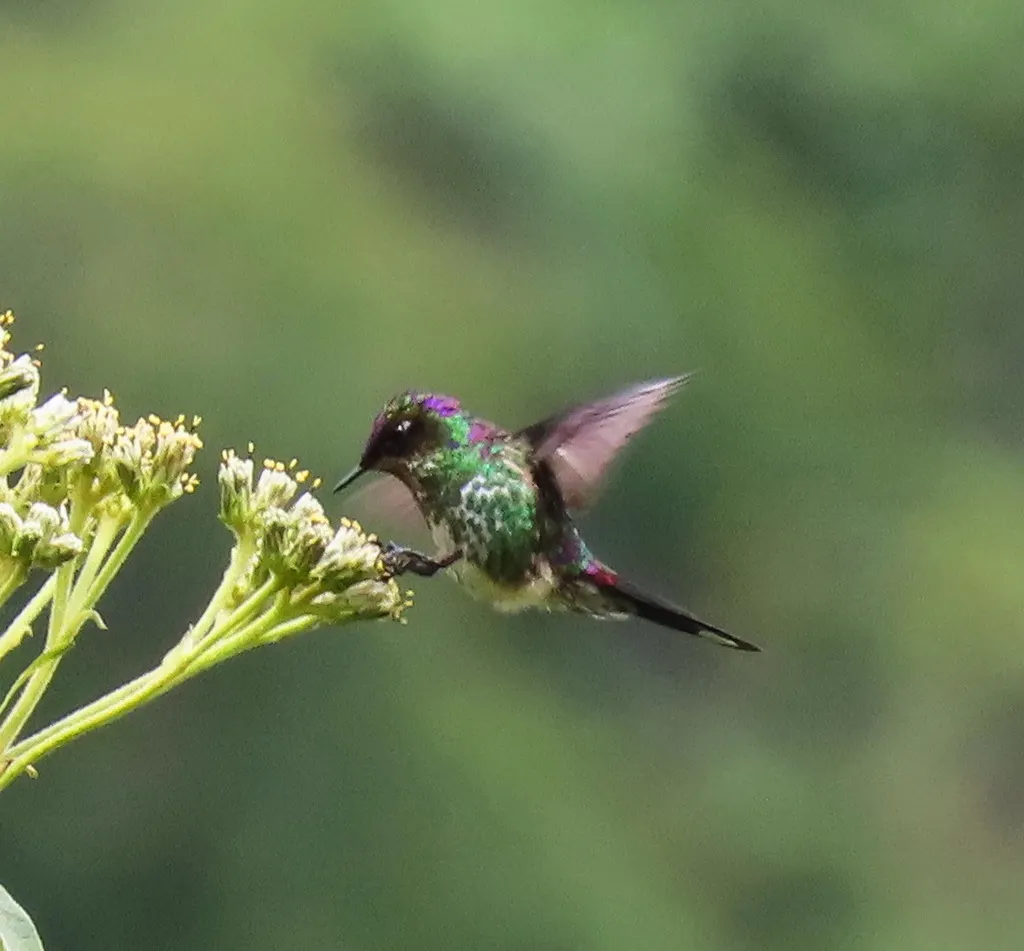 紫背刺嘴蜂鸟(Ramphomicron microrhynchum)