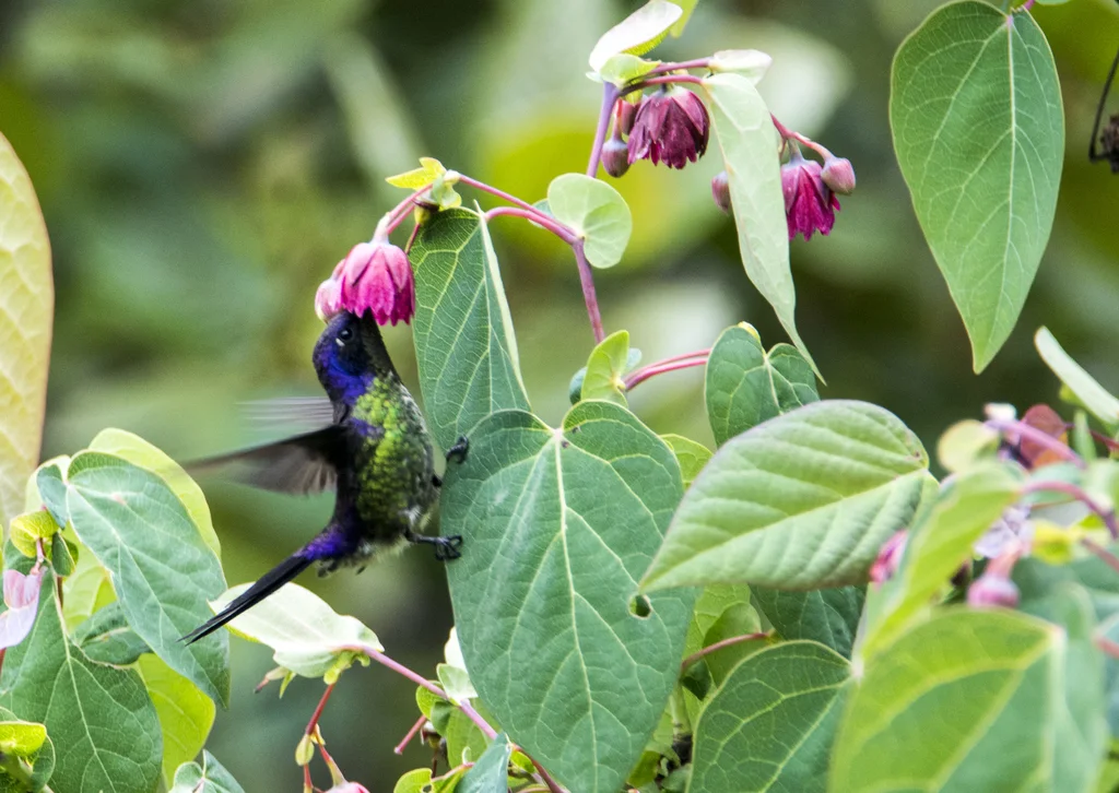 紫背刺嘴蜂鸟(Ramphomicron microrhynchum)