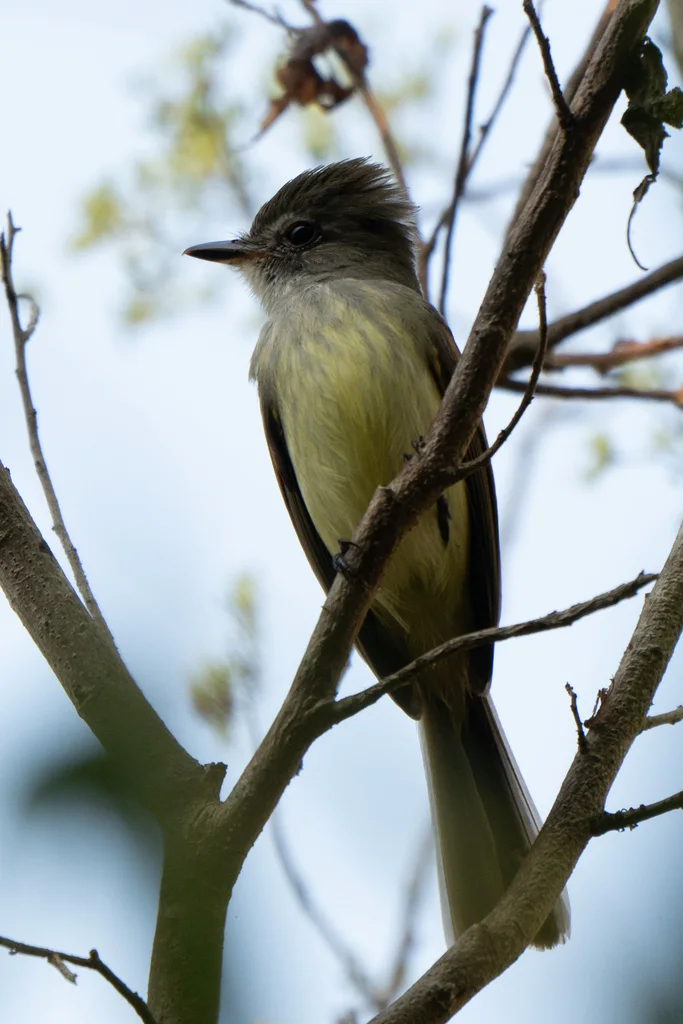 火红霸鹟(Ramphotrigon flammulatum)
