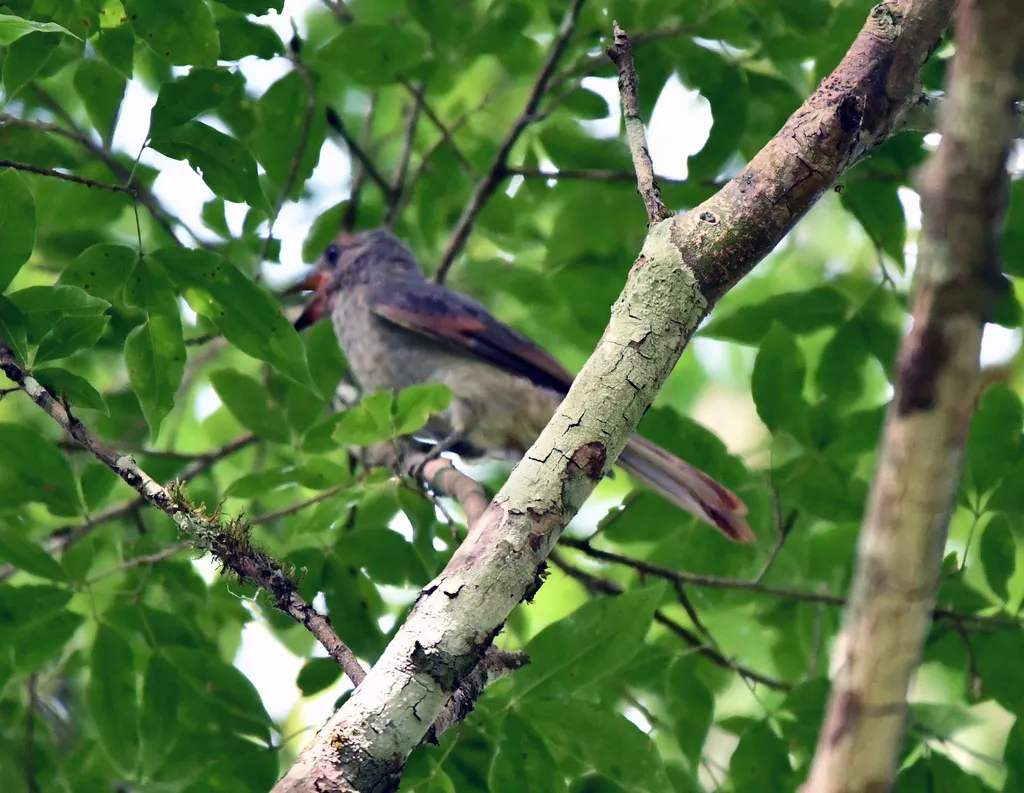 暗尾扁嘴霸鹟(Ramphotrigon fuscicauda)