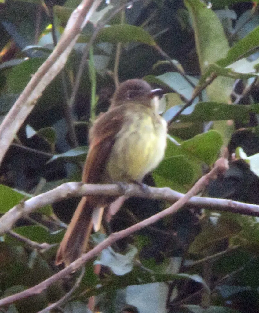 暗尾扁嘴霸鹟(Ramphotrigon fuscicauda)
