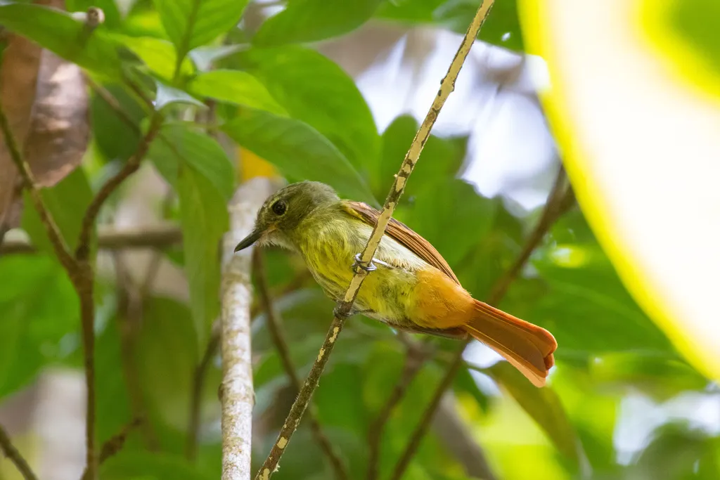 棕尾扁嘴霸鹟(Ramphotrigon ruficauda)