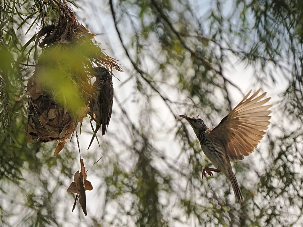 斑胸胶蜜鸟(Ramsayornis fasciatus)