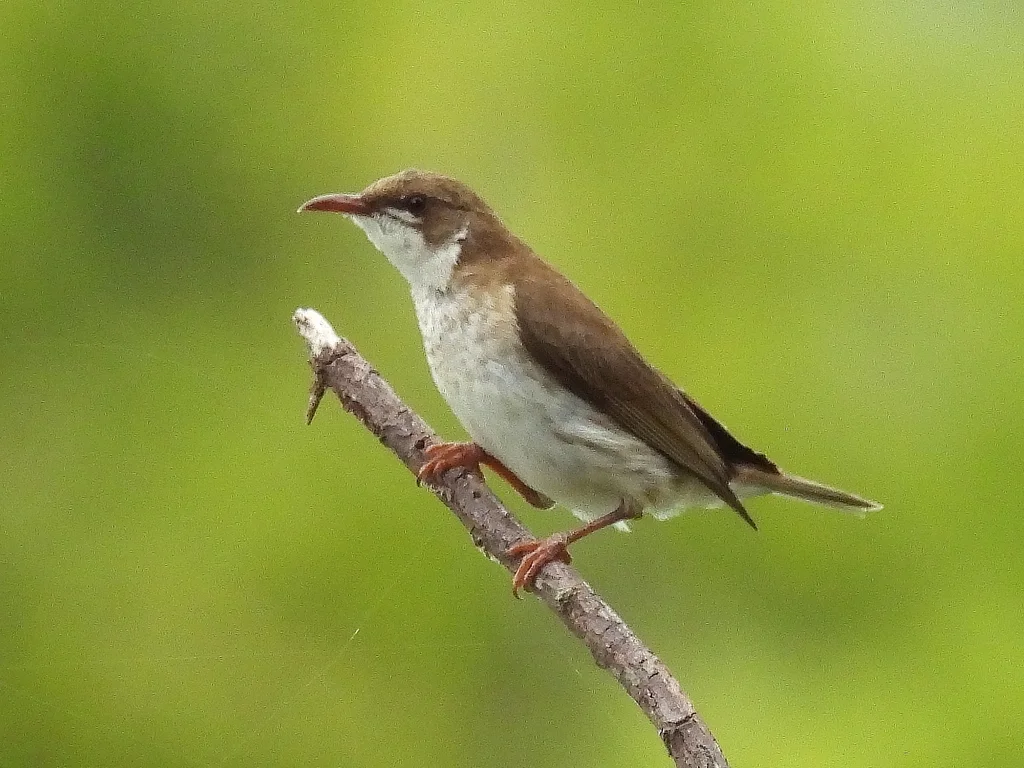 褐背胶蜜鸟(Ramsayornis modestus)