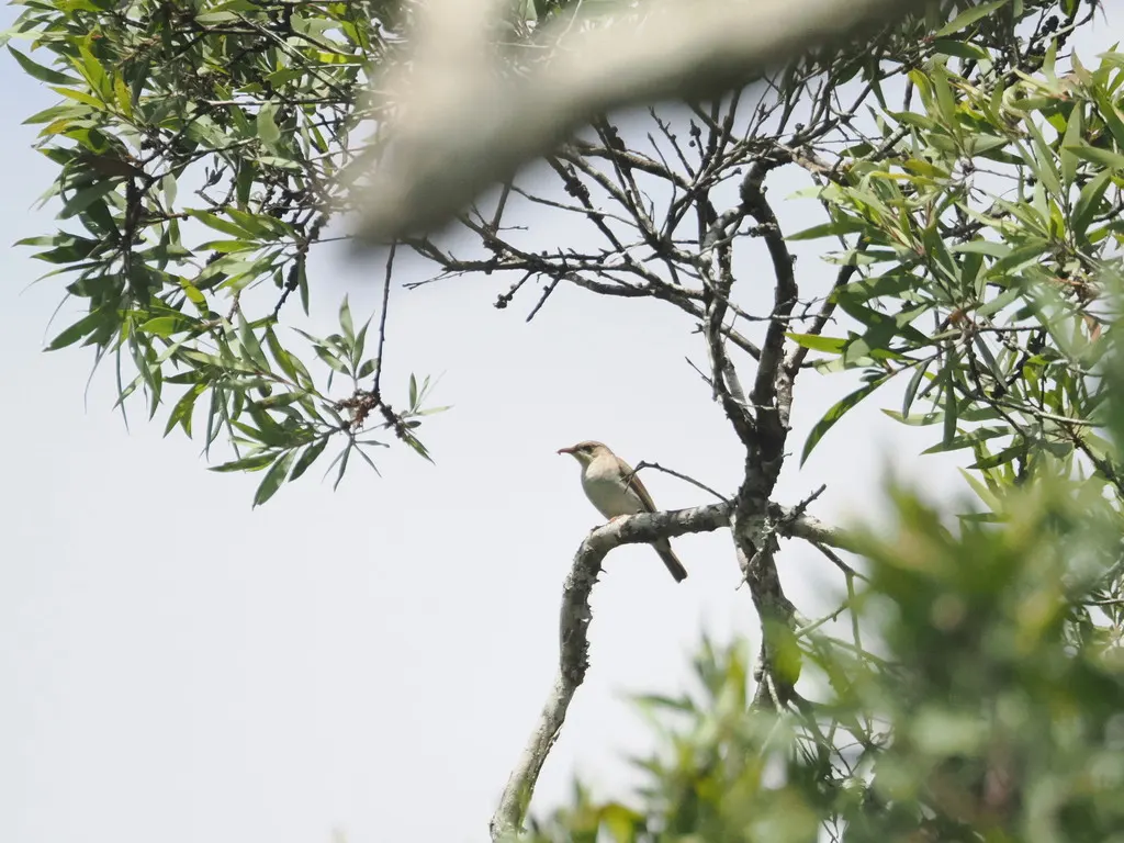 褐背胶蜜鸟(Ramsayornis modestus)