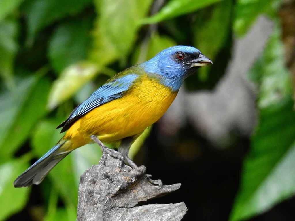 橙腹裸鼻雀（Rauenia bonariensis）
