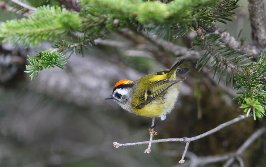 台湾戴菊(Regulus goodfellowi)