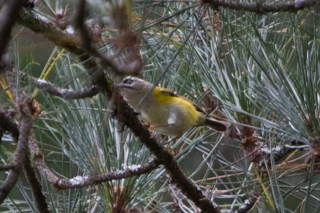 台湾戴菊(Regulus goodfellowi)