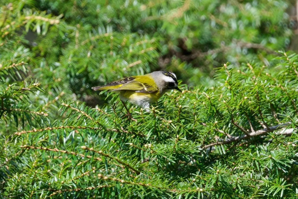 台湾戴菊(Regulus goodfellowi)