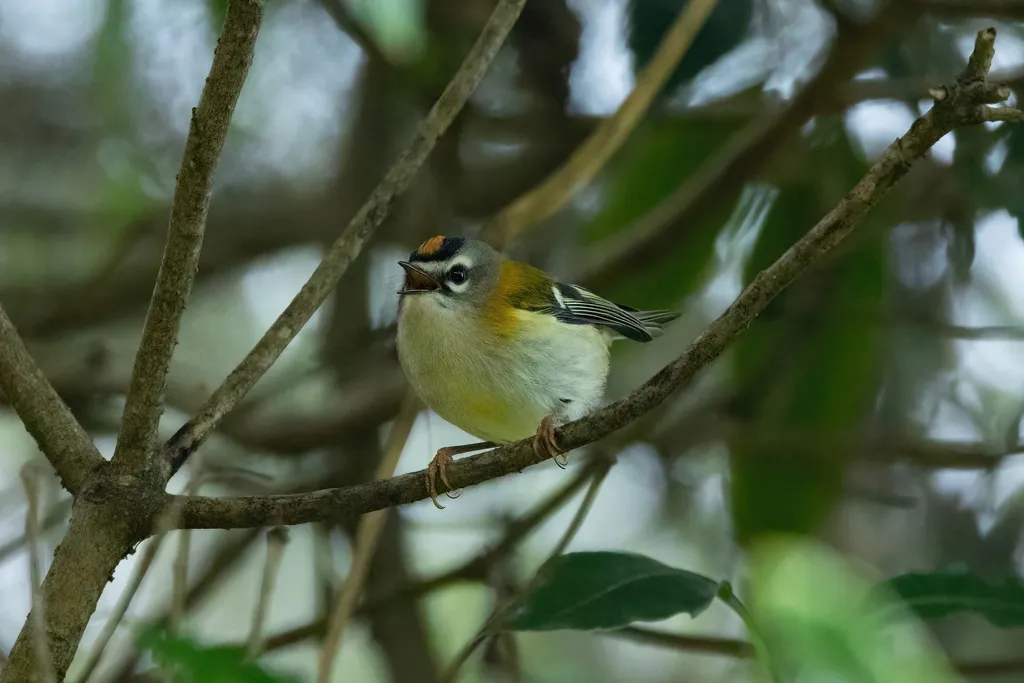 马德拉火冠戴菊(Regulus madeirensis)