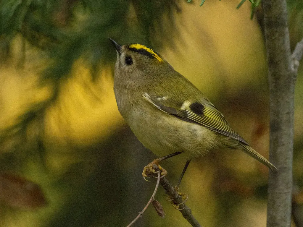 戴菊(Regulus regulus)