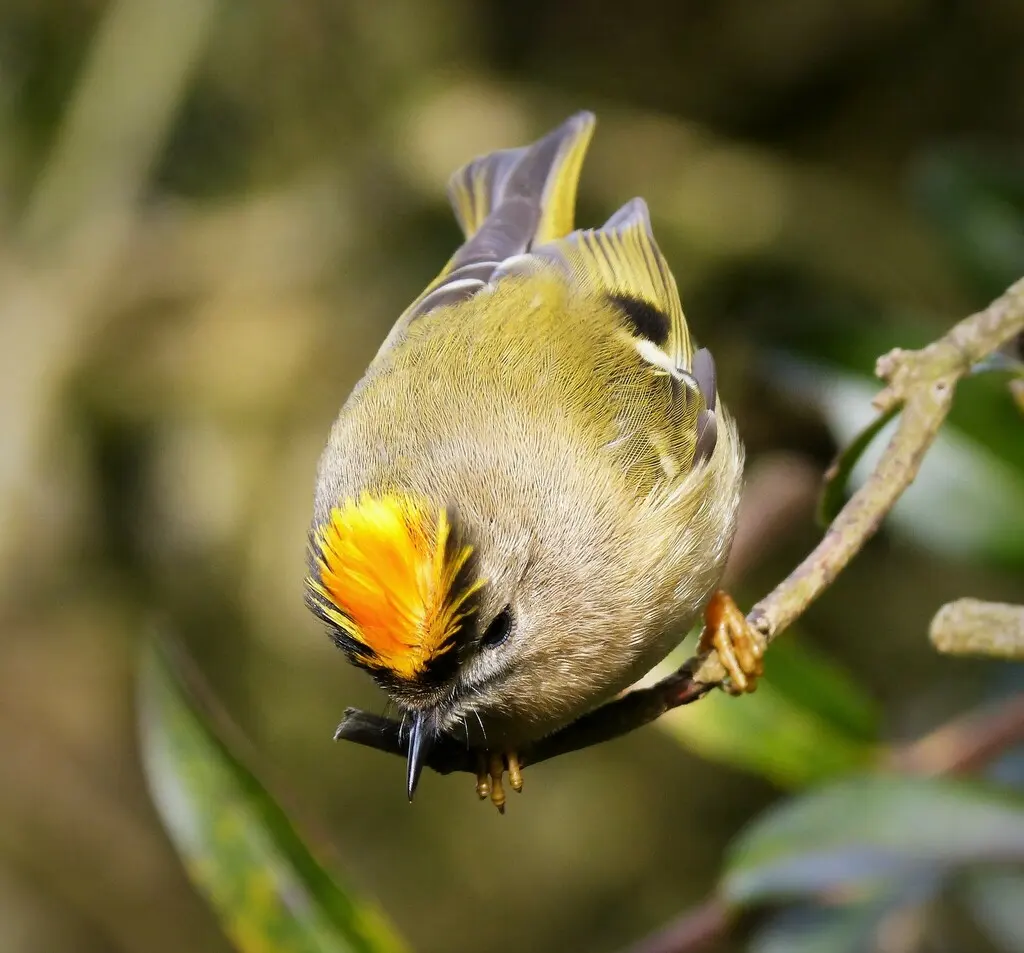 戴菊(Regulus regulus)
