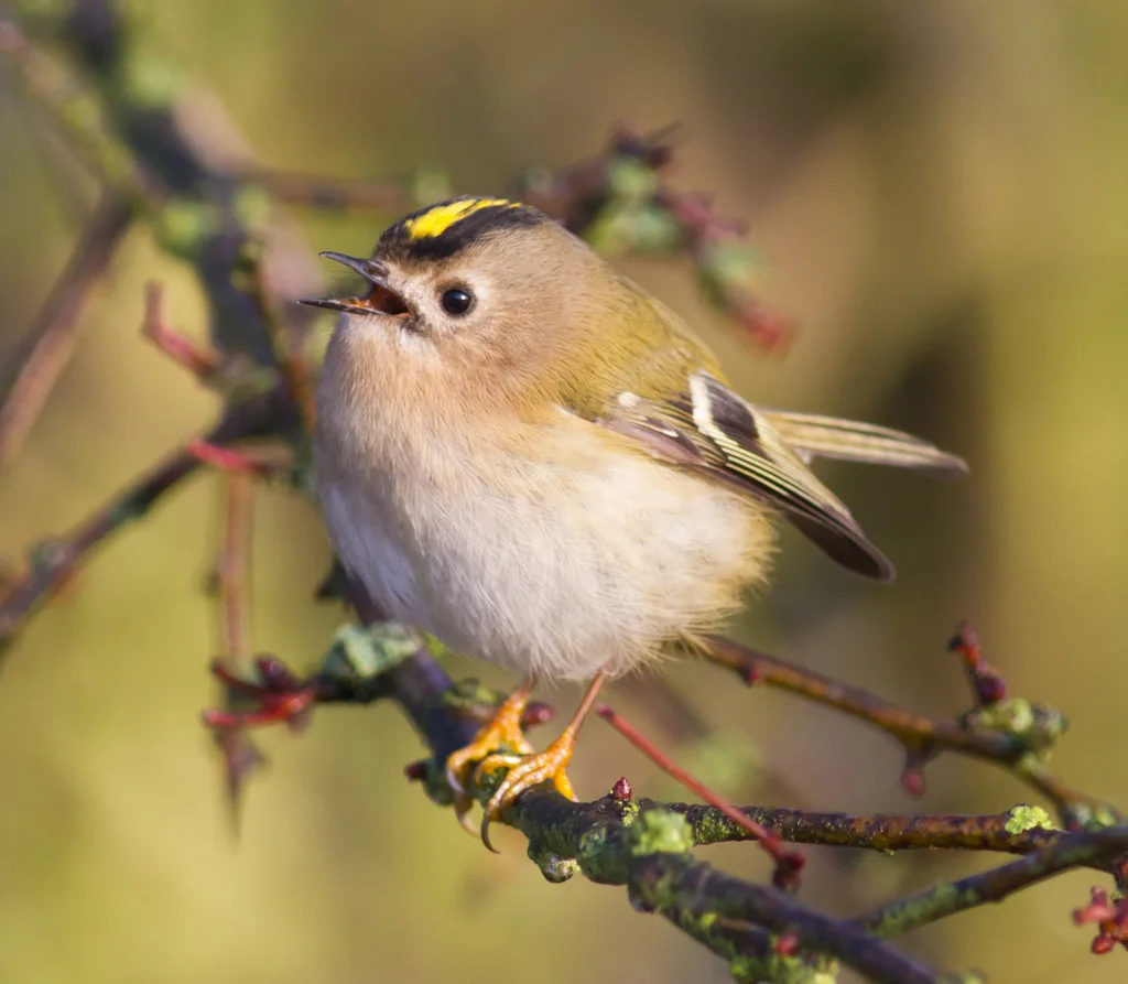 戴菊(Regulus regulus)