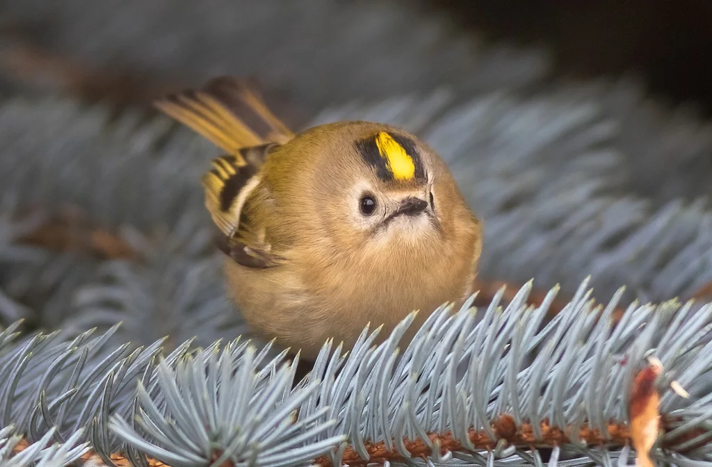 戴菊(Regulus regulus)