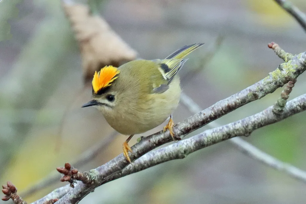 戴菊(Regulus regulus)