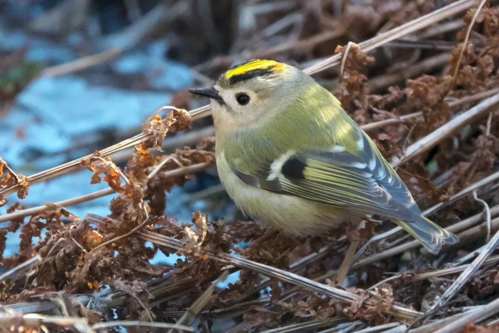 戴菊(Regulus regulus)