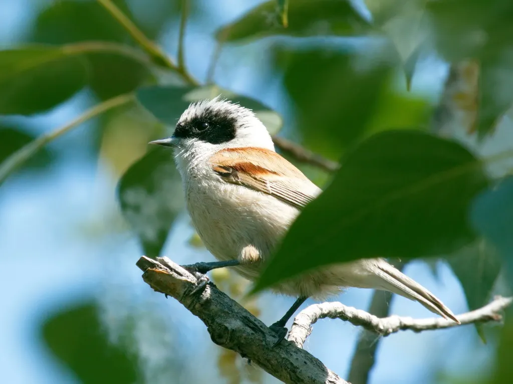 白冠攀雀(Remiz coronatus)