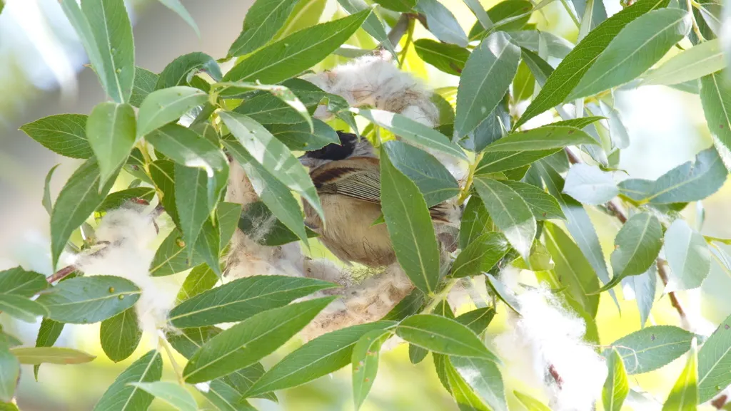 白冠攀雀(Remiz coronatus)