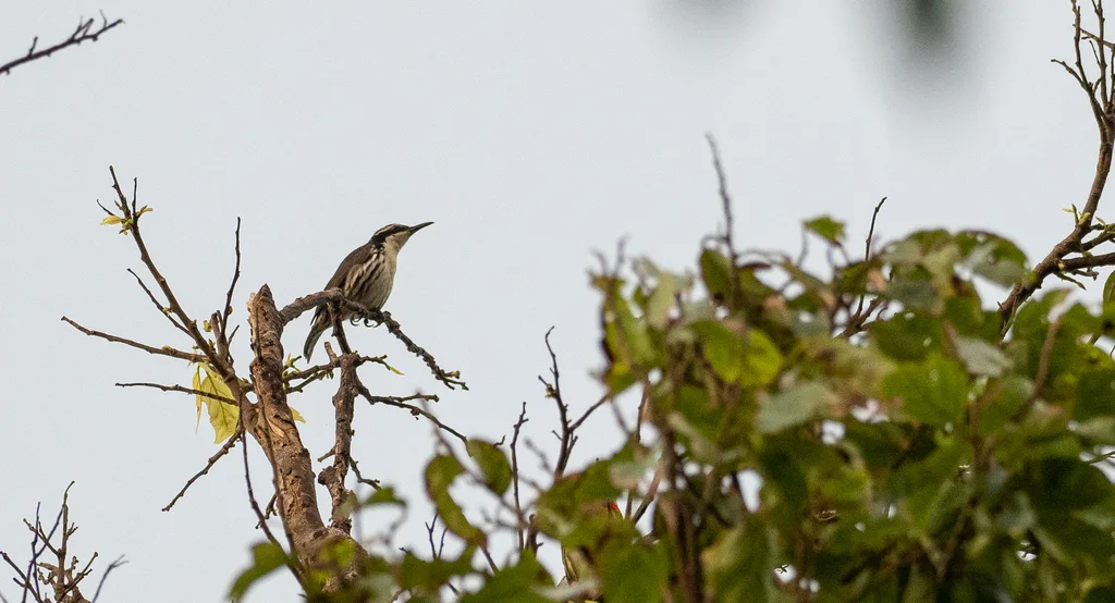 纹胁旋椋鸟（Rhabdornis mystacalis）