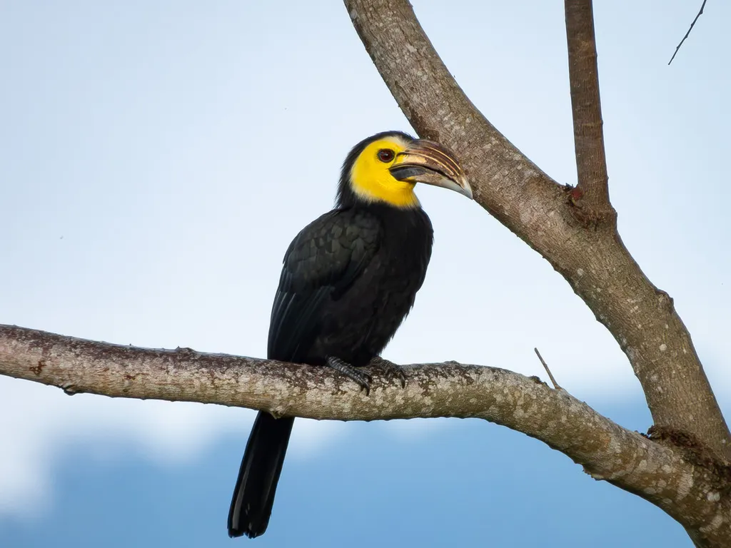 白颊犀鸟(Rhabdotorrhinus exarhatus)