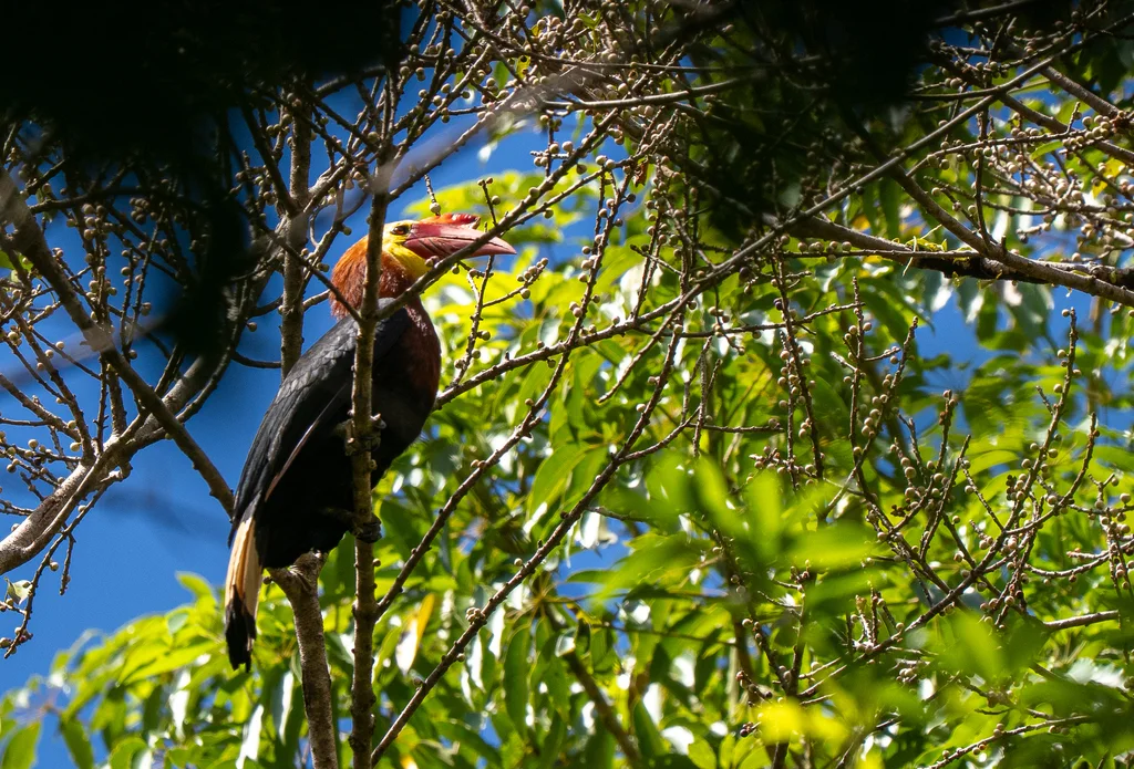 红头犀鸟(Rhabdotorrhinus waldeni)