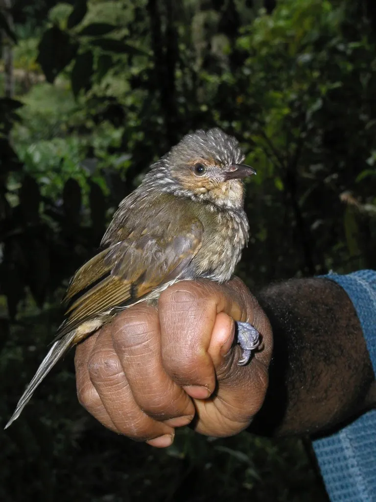 斑啸鹟(Rhagologus leucostigma)