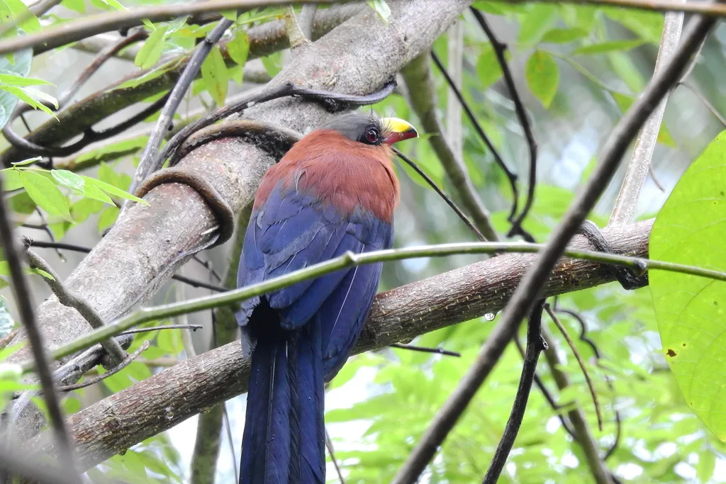 火红嘴地鹃(Rhamphococcyx calyorhynchus)