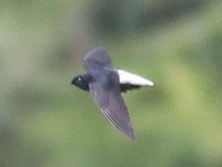 银腰针尾雨燕(Rhaphidura leucopygialis)