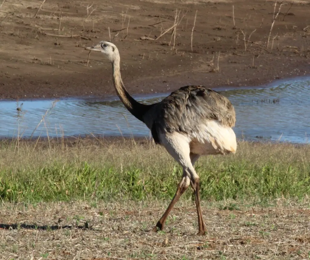 大美洲鸵(Rhea americana)