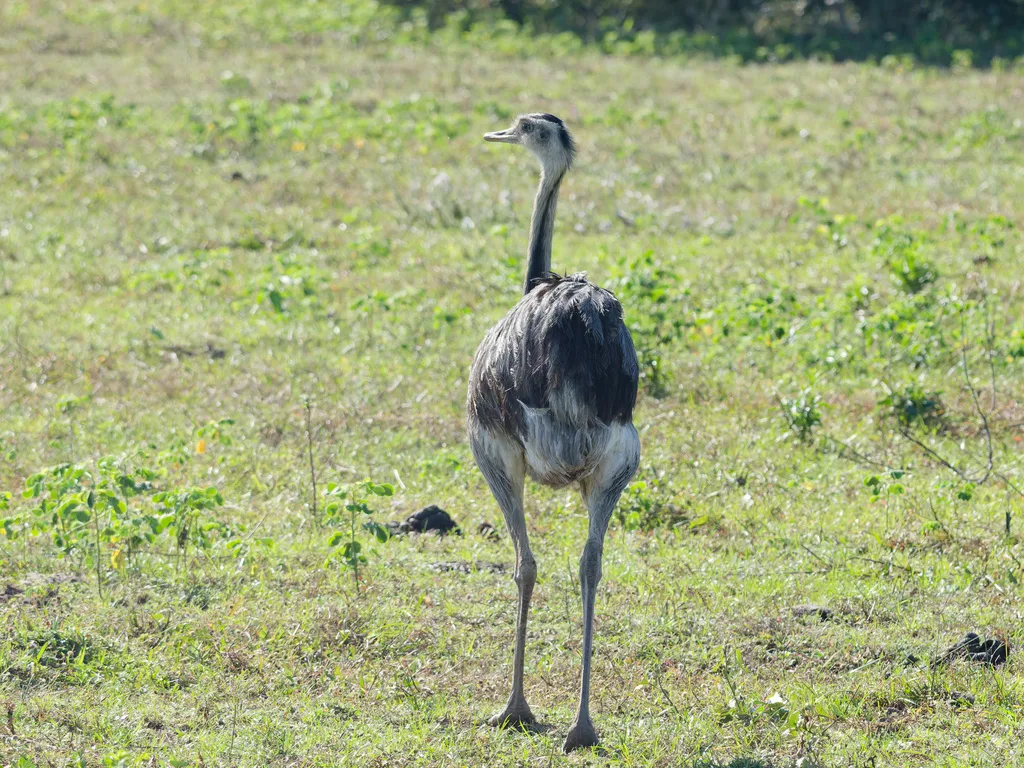 大美洲鸵(Rhea americana)