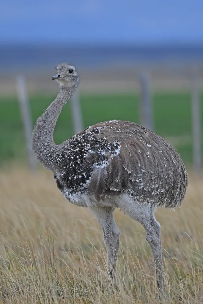 小美洲鸵(Rhea pennata)