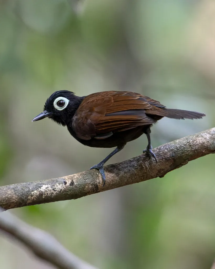 裸眼蚁鸟（Rhegmatorhina gymnops）