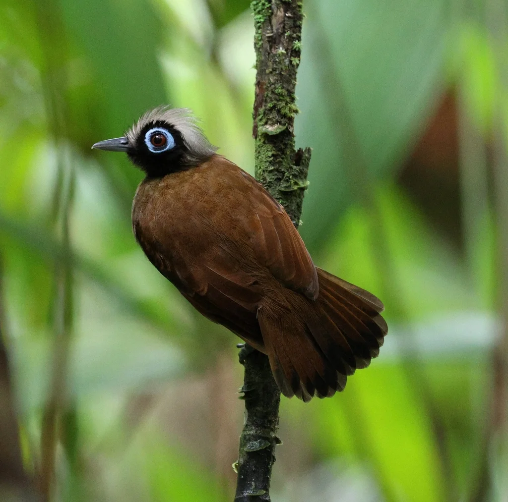 发冠蚁鸟(Rhegmatorhina melanosticta)
