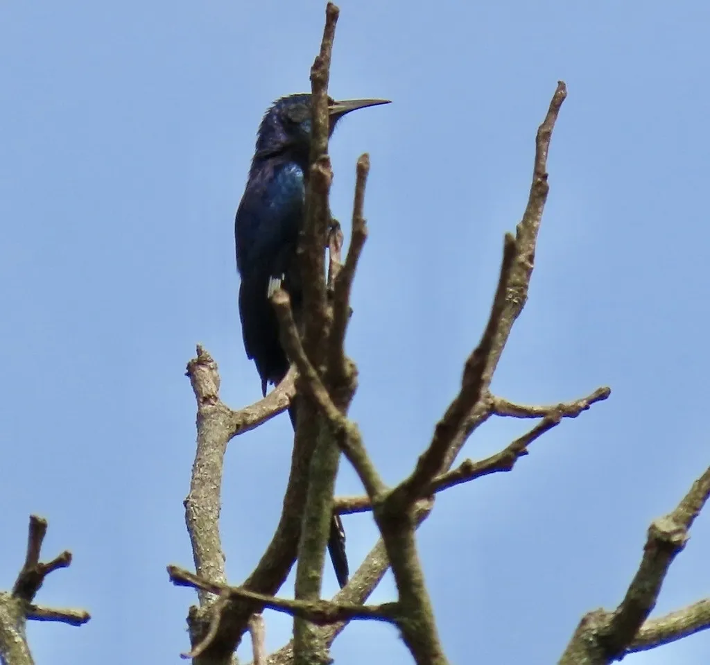 黑弯嘴林戴胜(Rhinopomastus aterrimus)