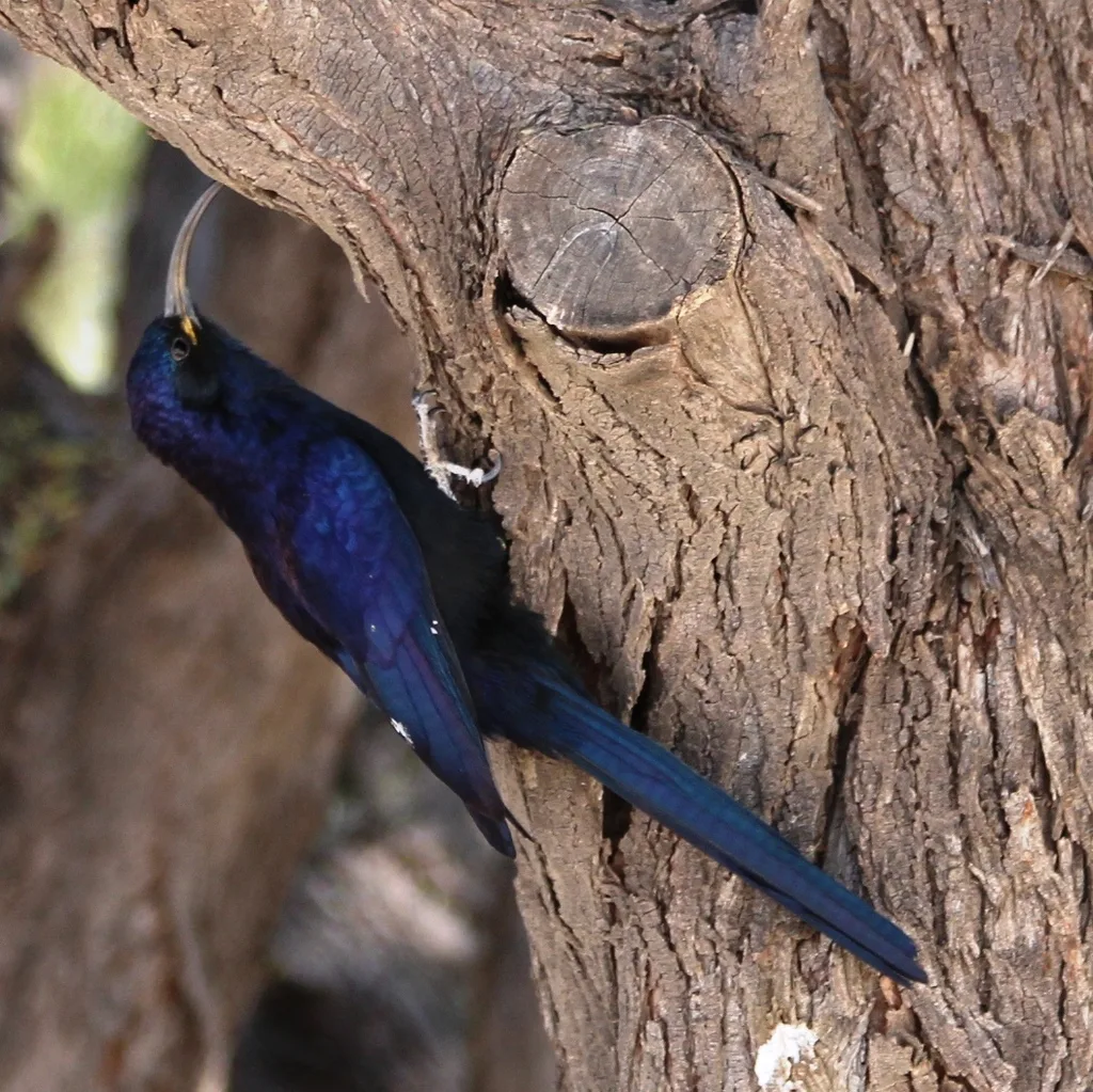 弯嘴林戴胜（Rhinopomastus cyanomelas）