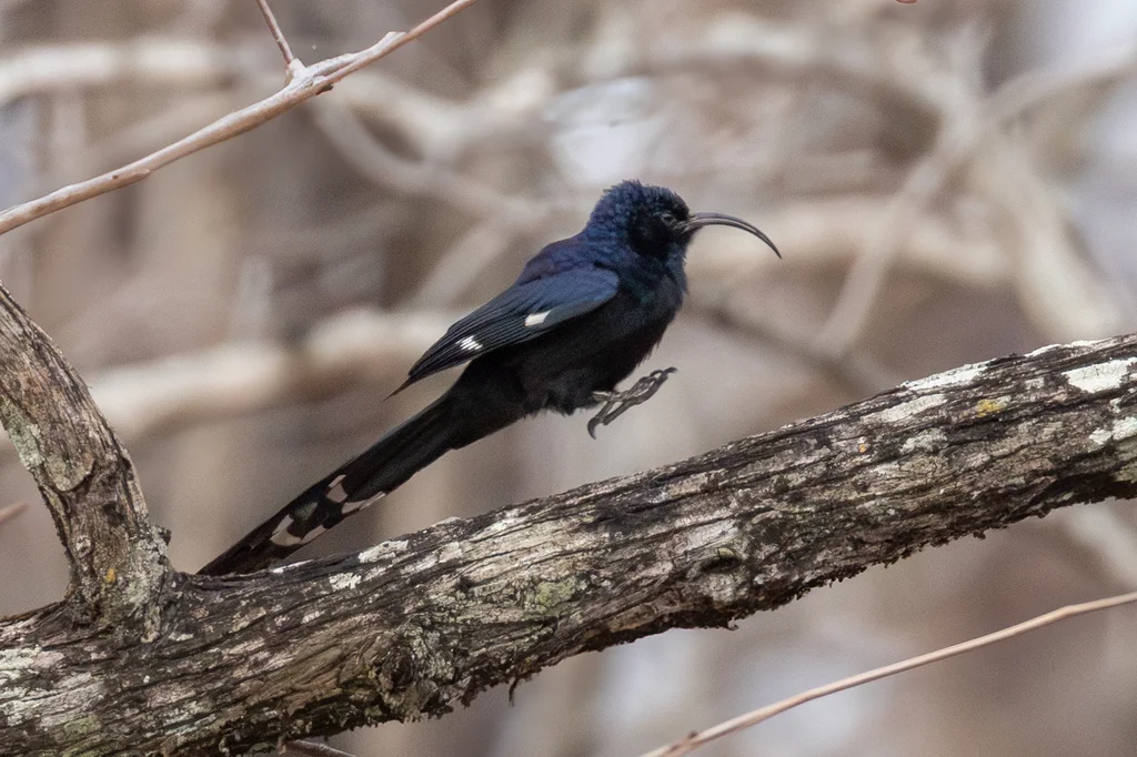 弯嘴林戴胜（Rhinopomastus cyanomelas）