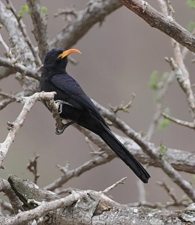 小弯嘴林戴胜(Rhinopomastus minor)