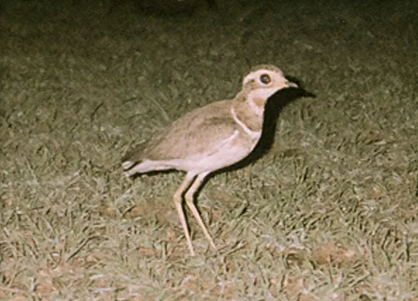 约氏走鸻(Rhinoptilus bitorquatus)