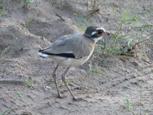 铜翅走鸻(Rhinoptilus chalcopterus)