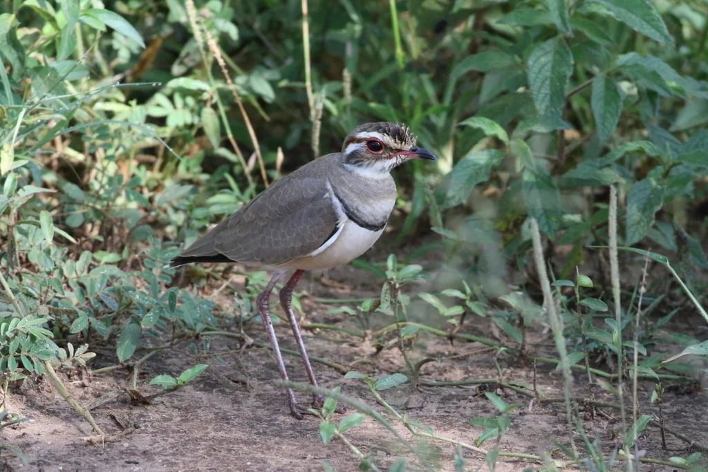 铜翅走鸻(Rhinoptilus chalcopterus)