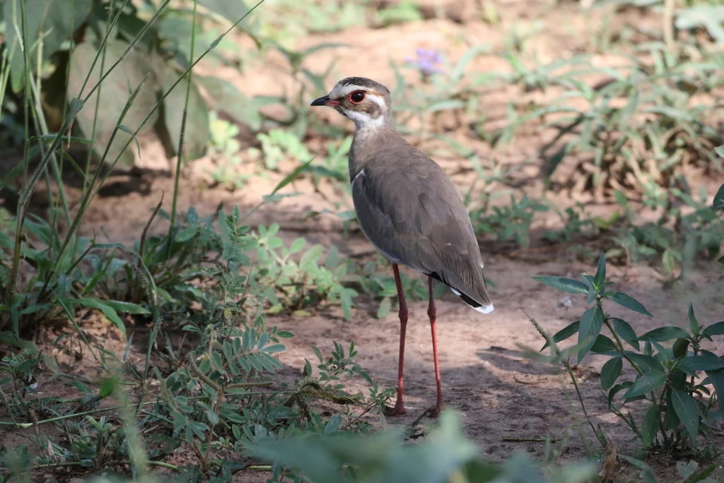 铜翅走鸻(Rhinoptilus chalcopterus)
